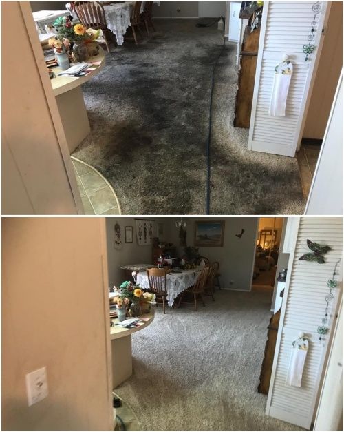 pet urine stain removal service